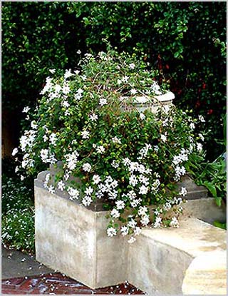 Plant5