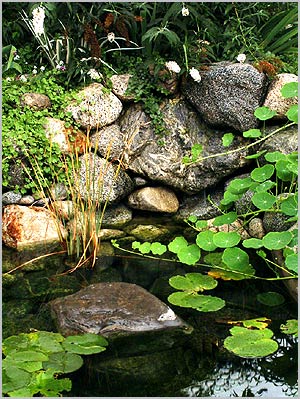 Plant6