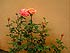 Click to See Fullsize Image